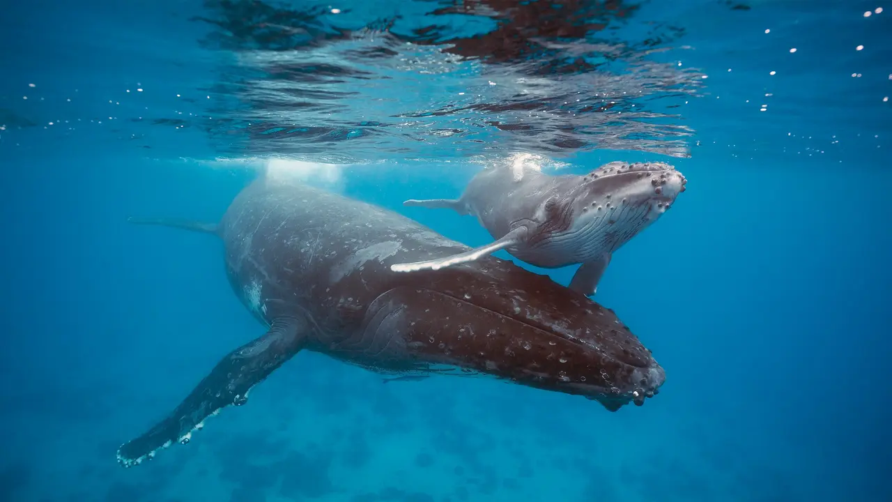 Protegiendo a los gigantes del mar