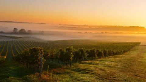 Onde hist&oacute;ria, natureza e vinho se encontram