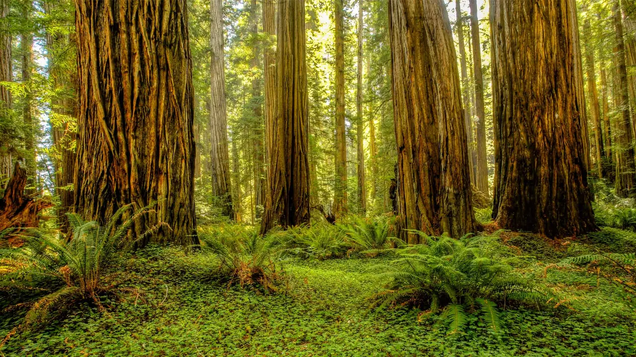 As gigantes da natureza