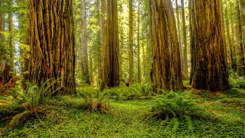 Grove of redwoods in Redwood National and State Parks, California, United States