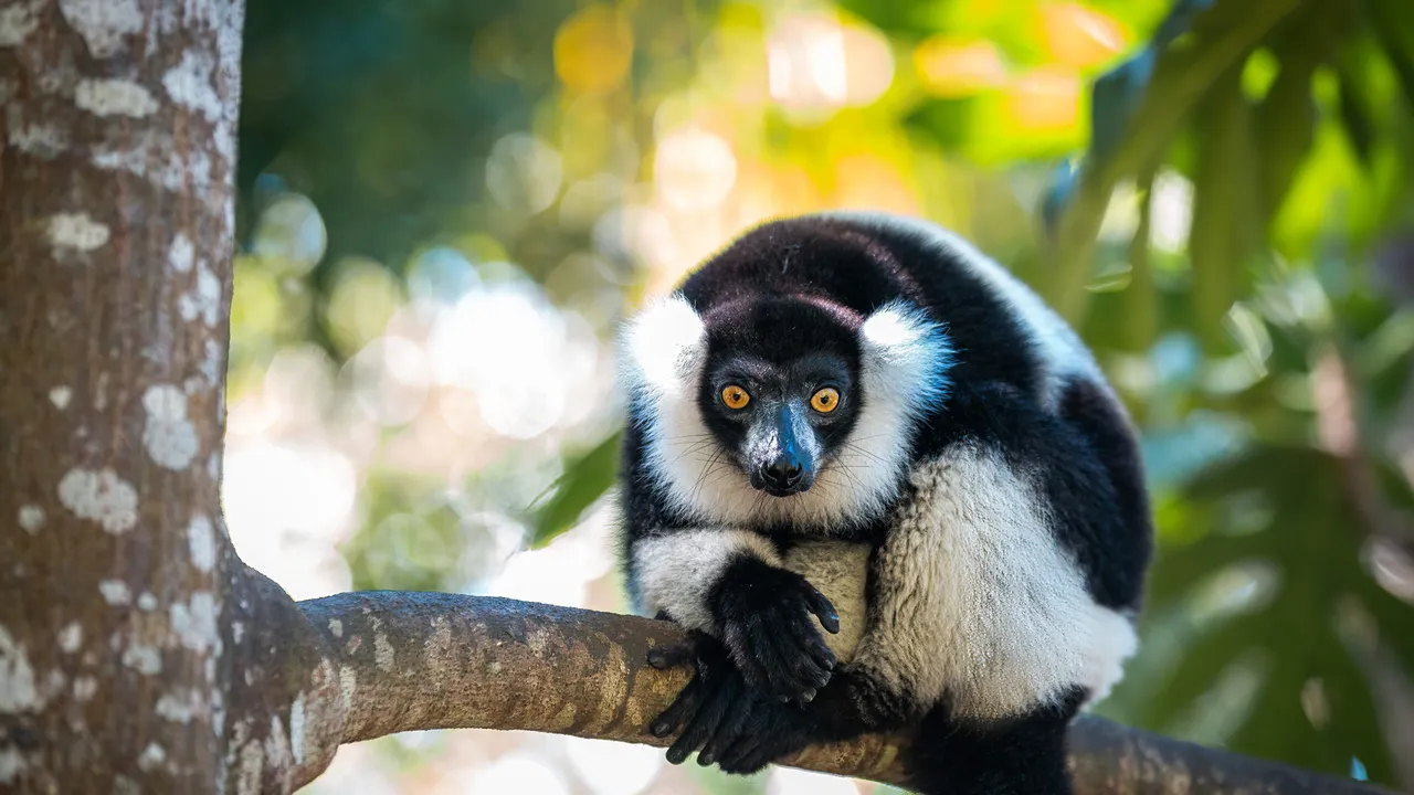 Black-and-white ruffed lemur in Madagascar