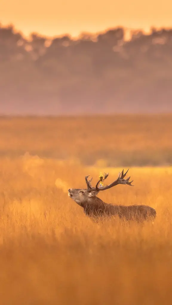 Oh deer, it's cold!