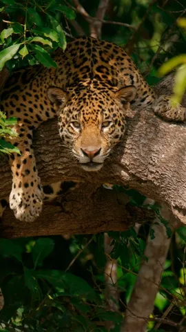 Pregui&ccedil;a calculada