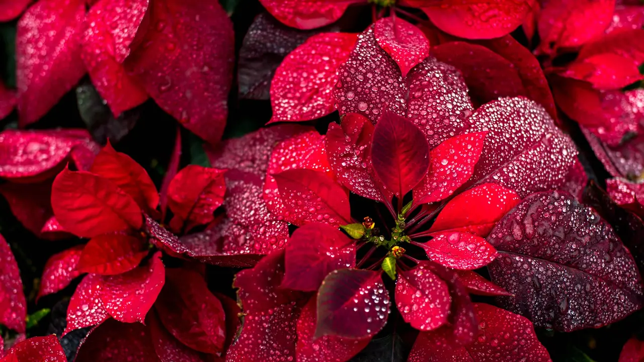 Paint your world red