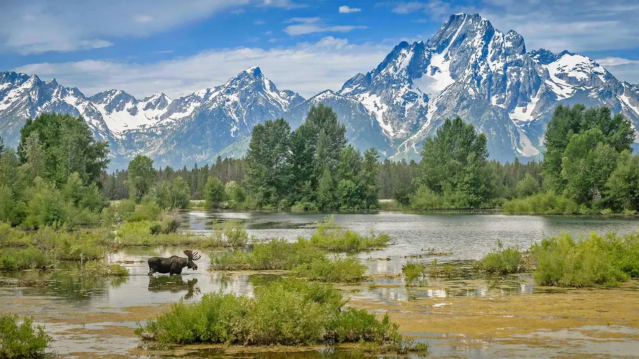 驼鹿穿过莫兰山下的池塘，怀俄明州大提顿国家公园