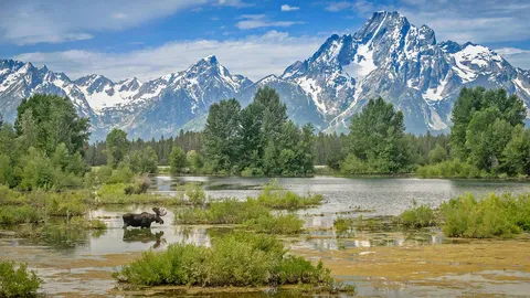 驼鹿穿过莫兰山下的池塘，怀俄明州大提顿国家公园