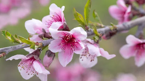 やさしく咲く淡いピンクの花