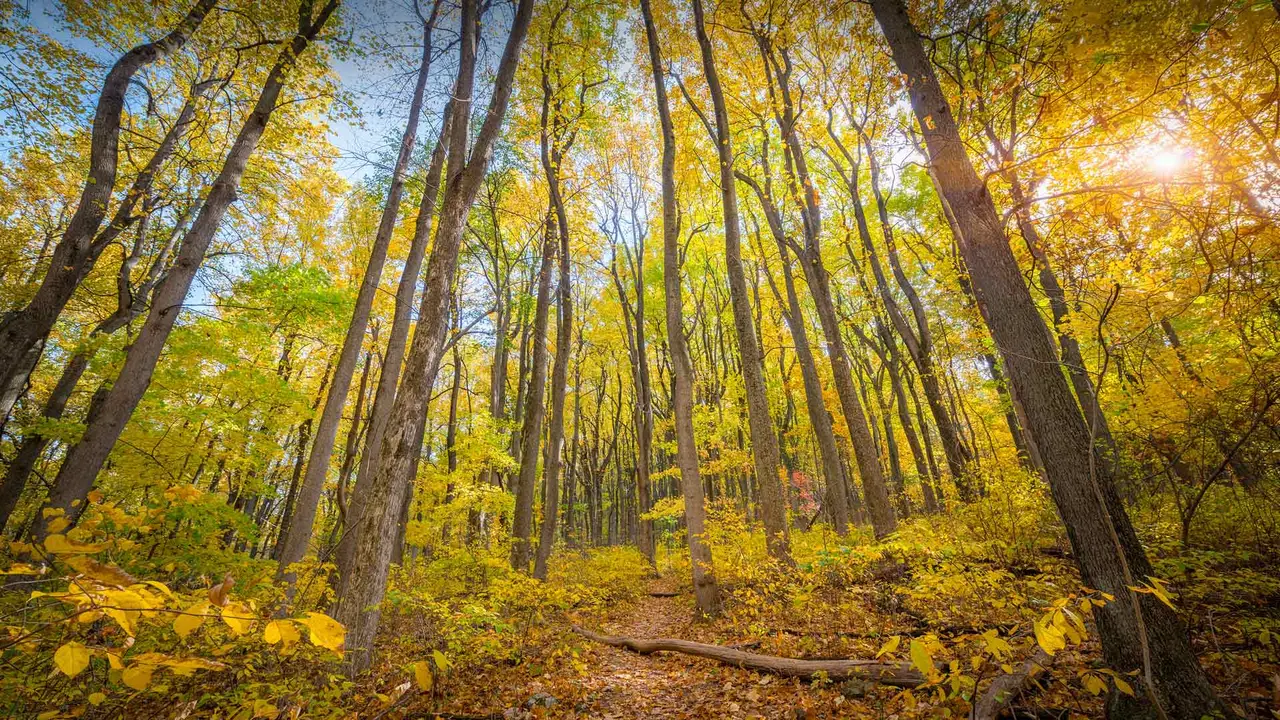 A glade of gold