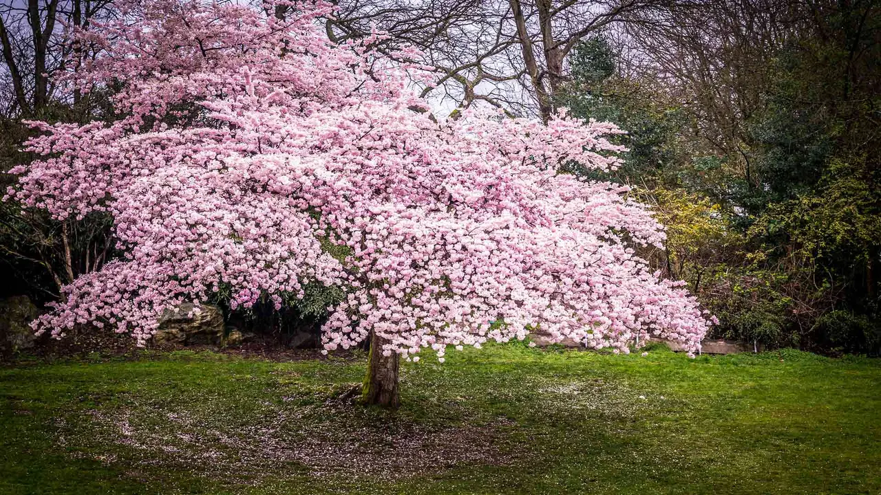 Cherry blossom season!