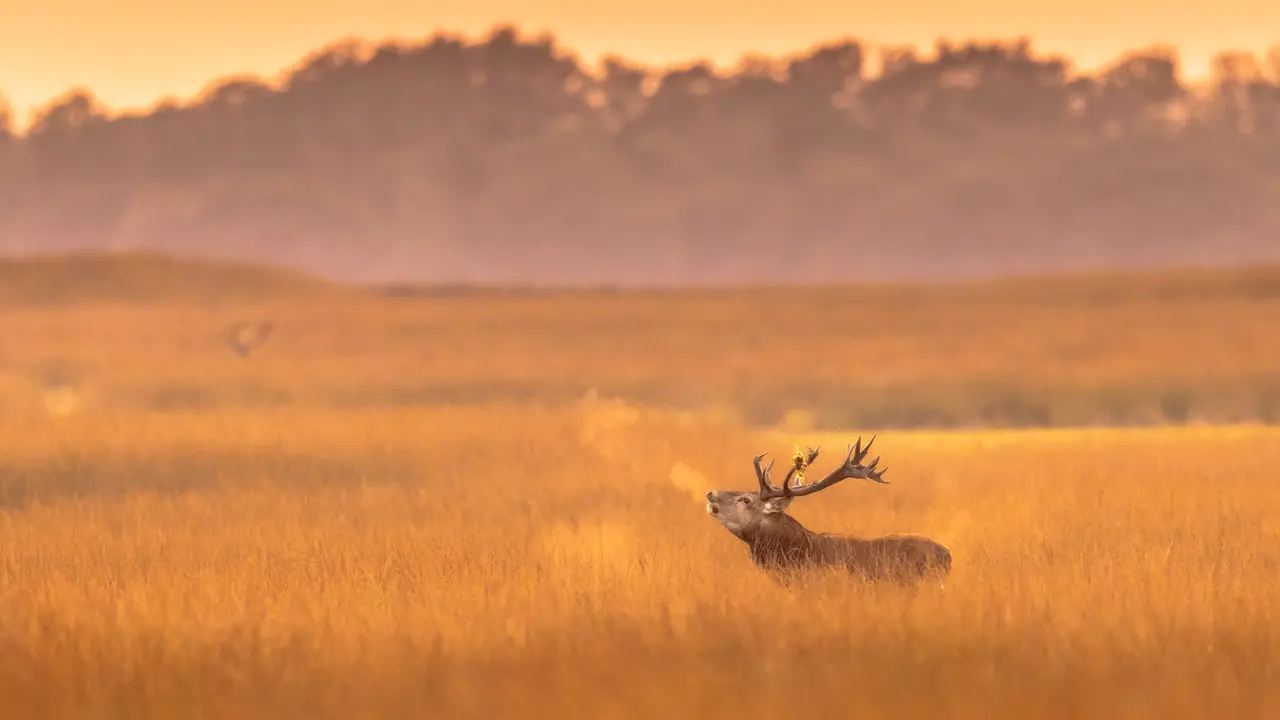 Oh deer, it's cold!