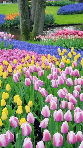 色とりどりに咲き誇る花畑