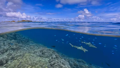 大溪地海岸附近的乌翅真鲨，法属波利尼西亚