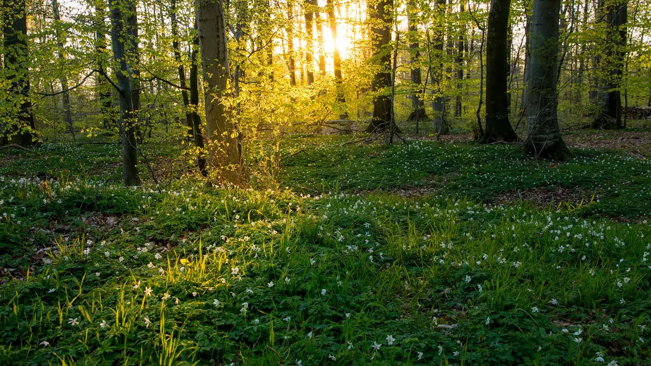 Lichtstrahl &uuml;ber B&auml;ume und Wiesen