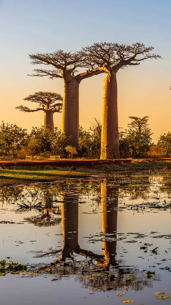 Bulevar Baobab