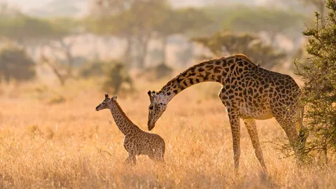 Masai giraffe mother grooming her calf in the Serengeti, Tanzania