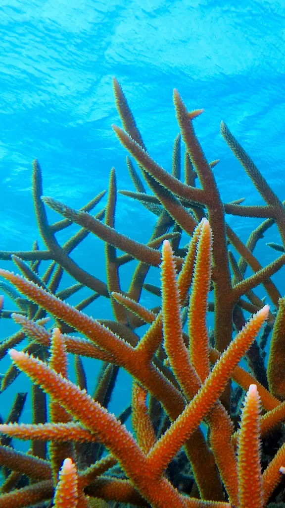 Rainforests of the sea