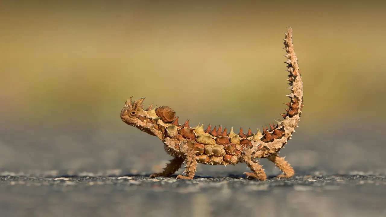 Puntiagudo como un cactus