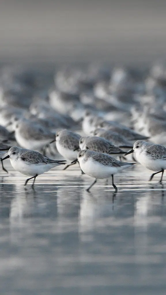 海滩上的三趾鹬，法国布列塔尼大区