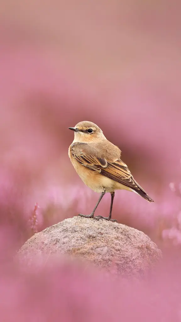 Perched and poised