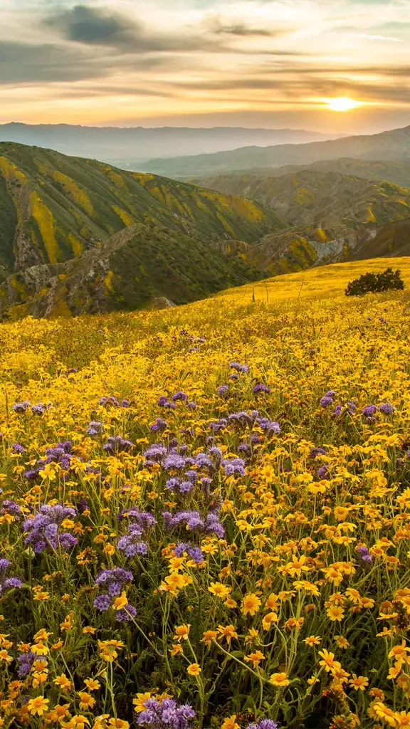 Cores que brotam da aridez