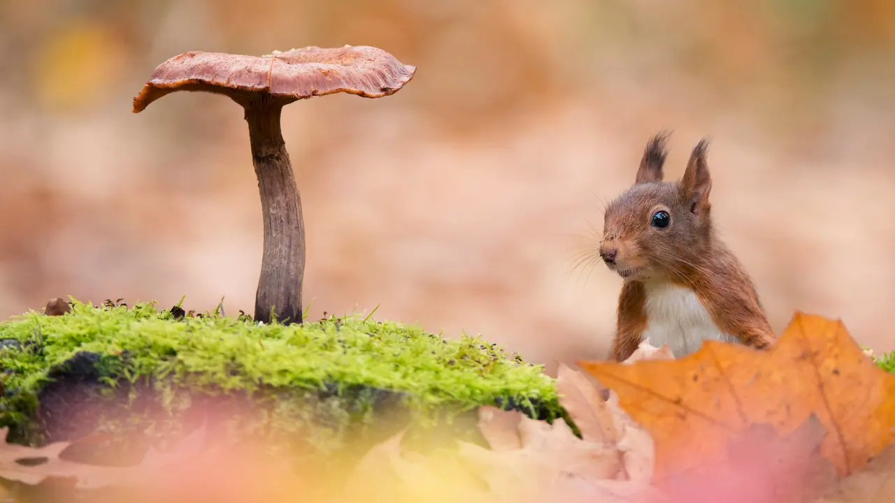 Flora e Fauna