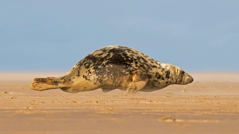正爬上唐娜&middot;诺克沙滩的灰海豹，英格兰北林肯郡