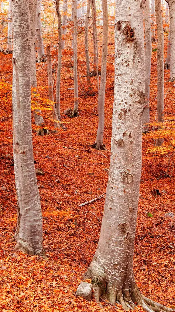 Farbenpracht des Herbstes