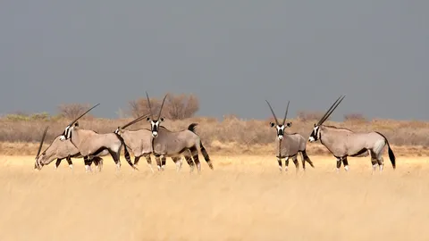 Esses ant&iacute;lopes s&atilde;o verdadeiras joias