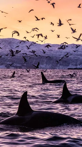 这些捕食者在做什么？