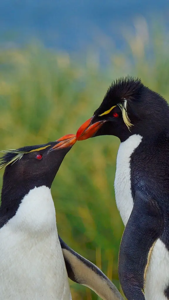 A peck between penguins