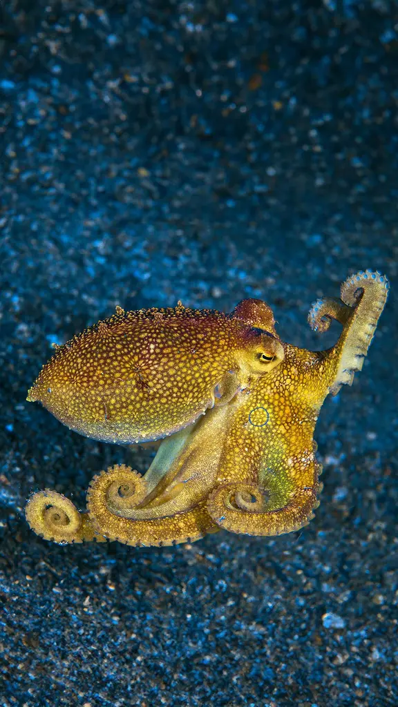 Tenta-colare?