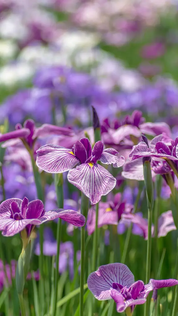 Waves of purple