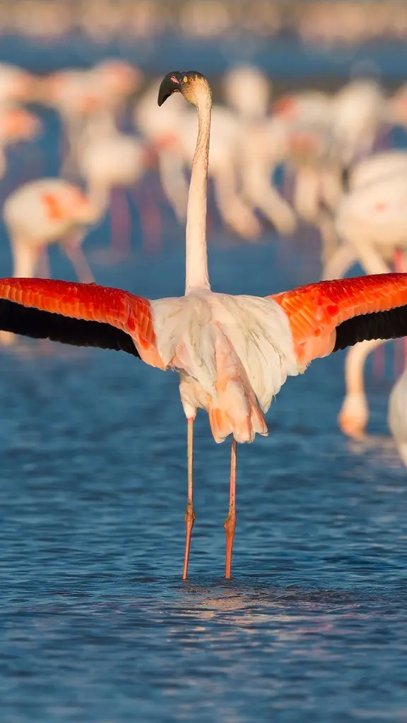 Le flamant rose, embl&egrave;me vivant de la Camargue