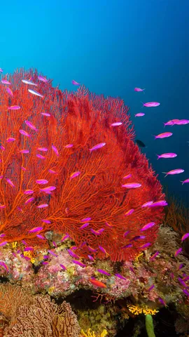 水下的奇妙景观