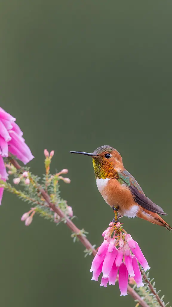 Parada para una bebida en flor
