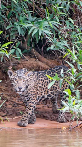 Clever camouflage