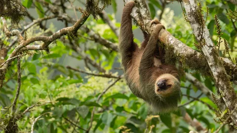 Hoffmann's two-toed sloth, Ecuador