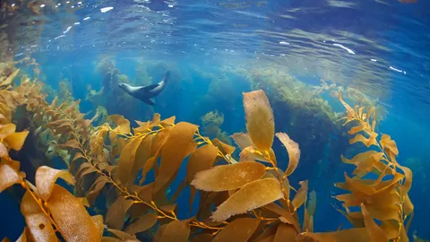El rey le&oacute;n submarino