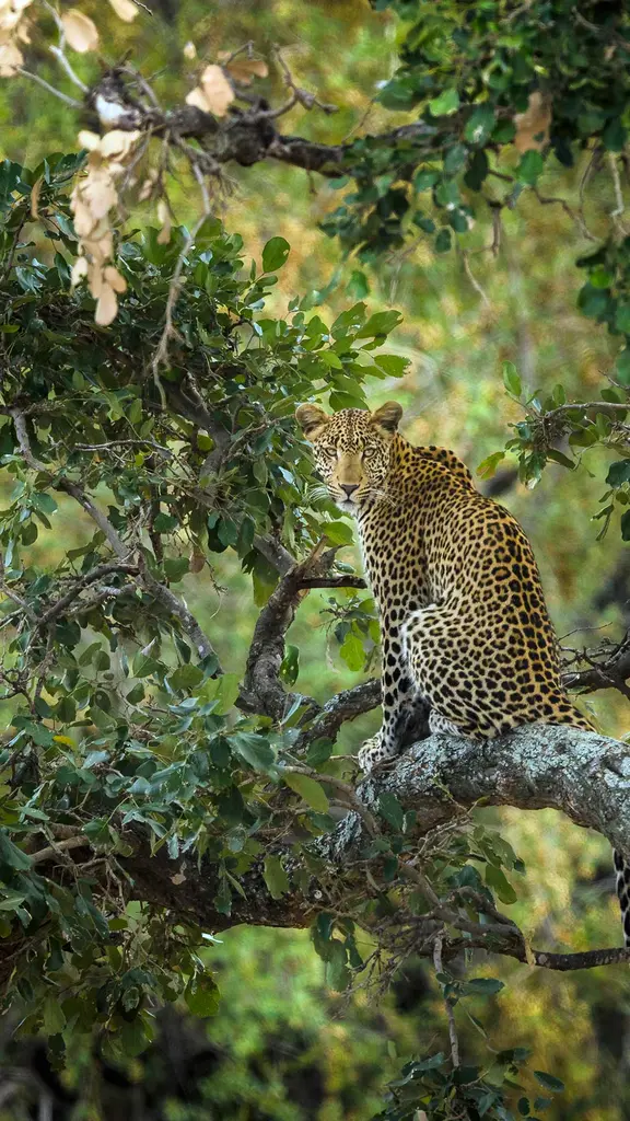 Um acrobata da selva