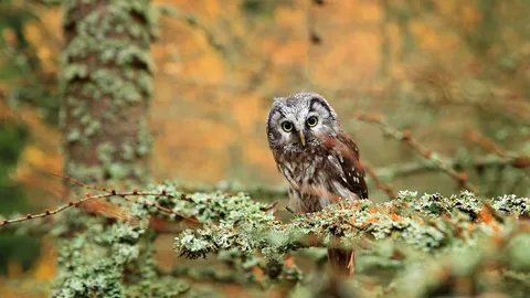 Celebrating wisdom