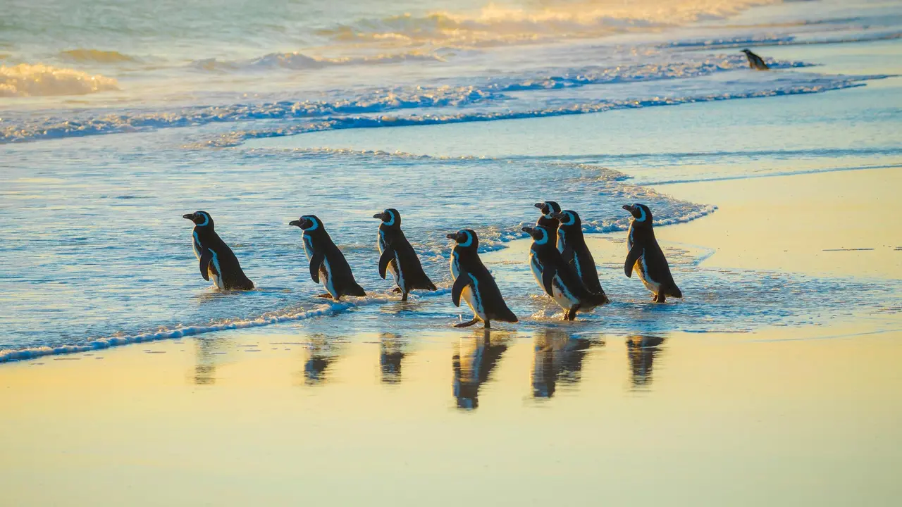 Tuxedoed mariners
