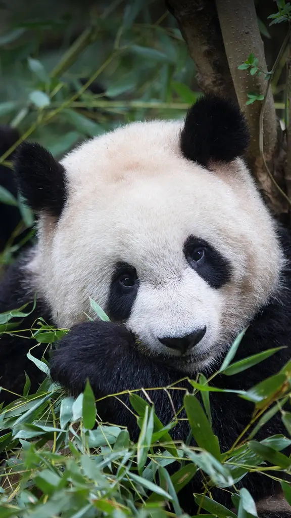 Un poco de bamb&uacute;