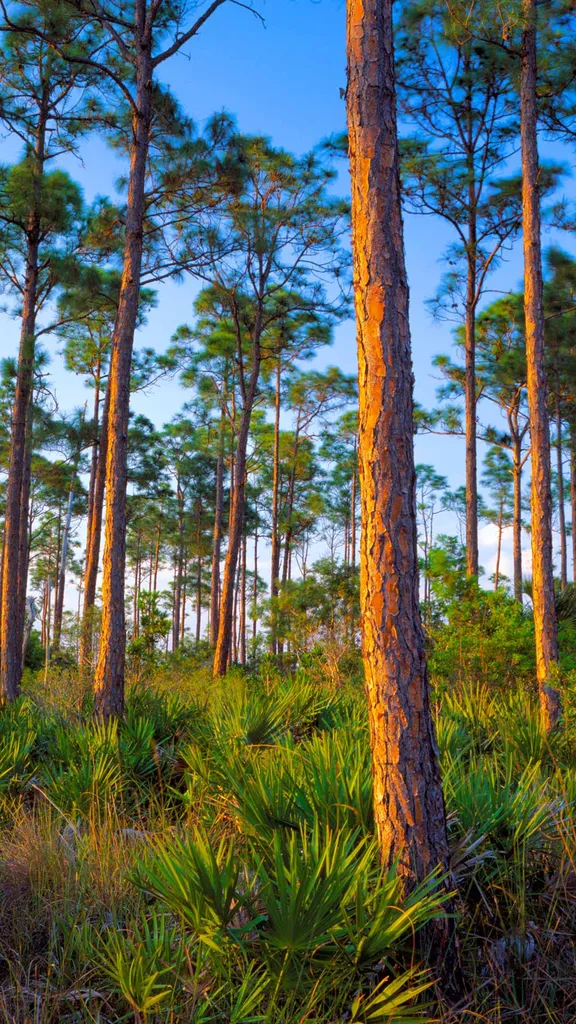 Eine Hommage an die B&auml;ume