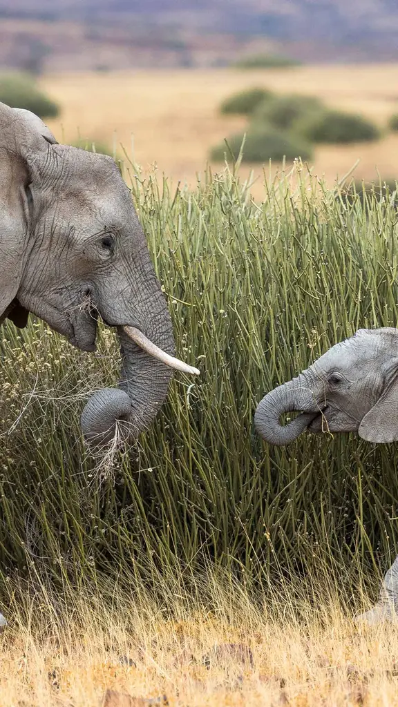 Tall grass feast
