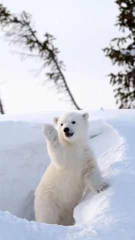 今日は国際ホッキョクグマの日