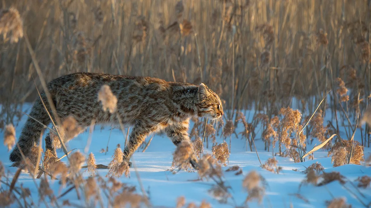 Amur leopard cat, Russia
