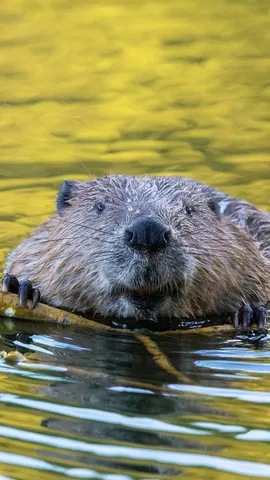 Beaver, Germany