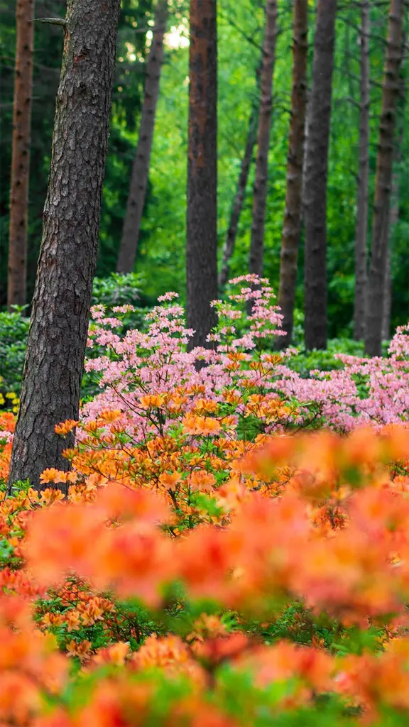 部分是科研园，部分是公园