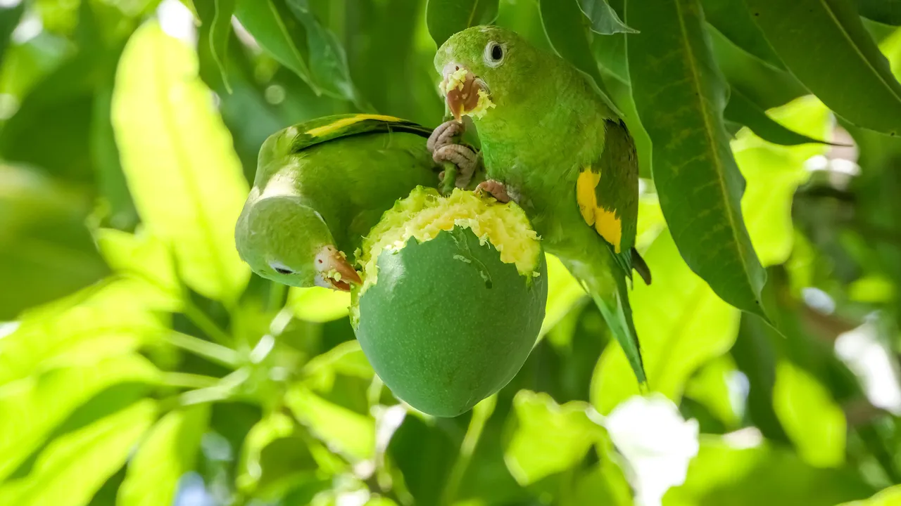Yellow-chevroned parakeets in a mango tree, Pantanal, Brazil