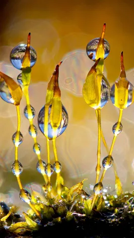 放大镜下的墙藓